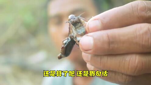 印度小哥树林里寻宝，金龟子短暂又美味的一生！
