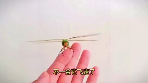 自己养的蜻蜓幼虫蜕变成蜻蜓全过程，蜻蜓羽化的美丽瞬间你见过吗