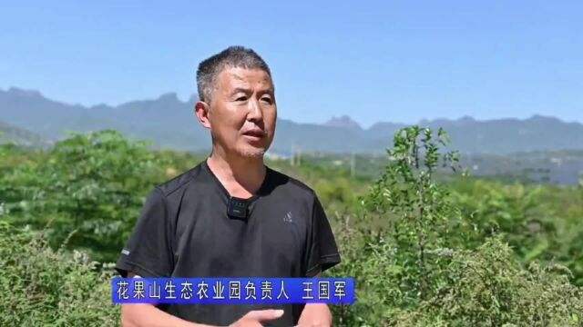 河北赞皇花果山:借助“直播”平台 实现跨界销售果香人间