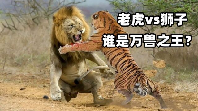 老虎VS狮子,究竟谁才是万兽之王