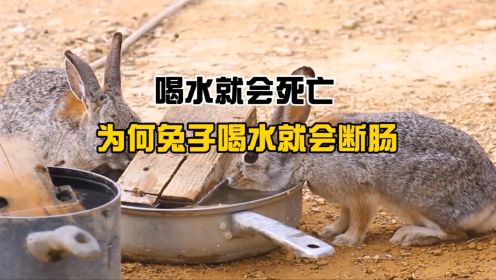 喝水就会死亡？为何兔子喝水就会断肠，那它们靠什么补充水分？