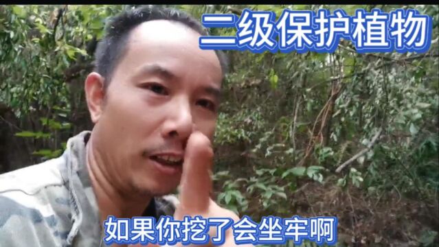 这就是国家二级保护植物,谁挖了谁坐牢