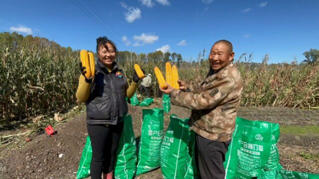 北大荒进入丰收季节,湘妹感受东北掰苞米,金灿灿的玉米十分喜人