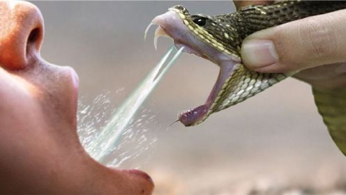 这条蛇太毒了，它正试图攻击-世界上最毒的蛇！