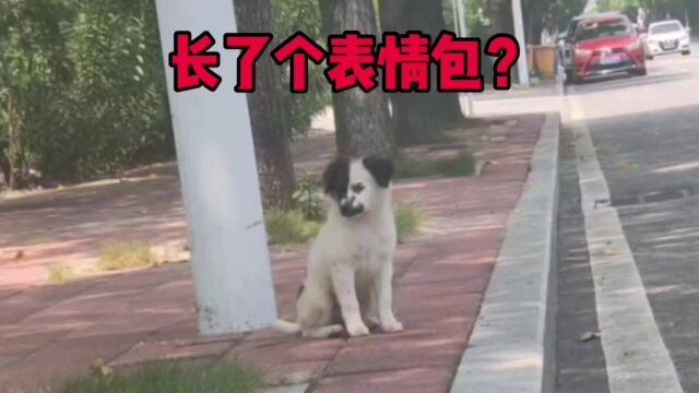 搞笑视频:这是长了表情包?