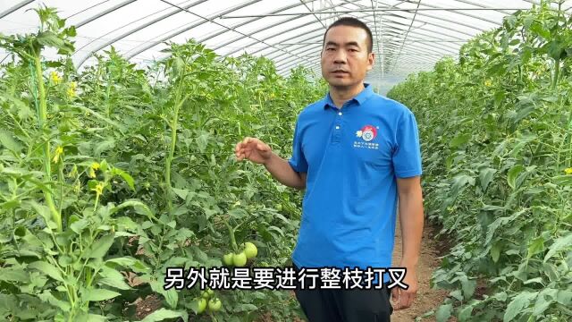 十月份还可以种植哪些蔬菜?已经进入生长中后期的蔬菜如何管理?