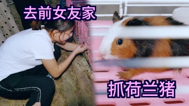 荷兰猪好养吗?前女友带我去她家抓荷兰猪,结果被我家狗狗给吃了