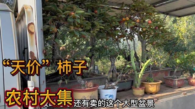 沂蒙大集惊现“天价柿子”盆景,品种罕见造型奇特,价格真吓人啊 #盆景 #果树盆栽 #硕果累累