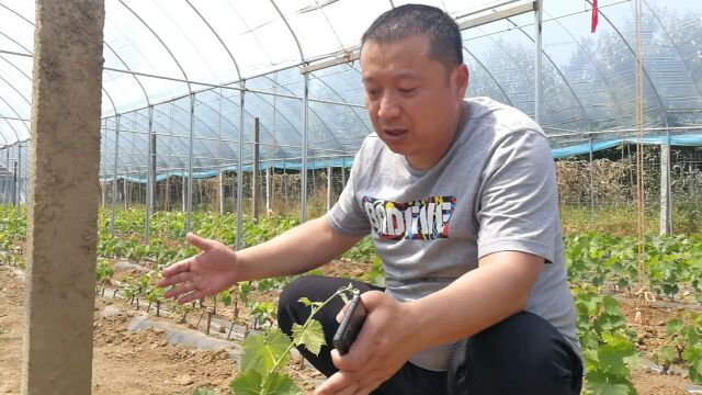 从小苗管理看种植习惯,不追光,学会思考你就是光