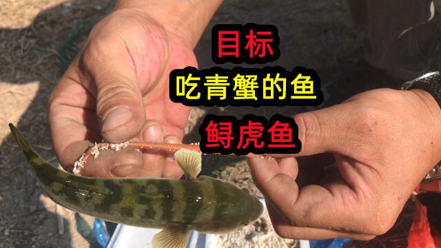 斗笠哥钓鲟虎鱼去了,昨天放了10枚鱼钩,今天收获哭笑不得