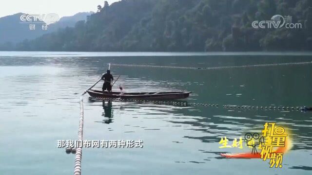 在浙江淳安的千岛湖巨网捕鱼,有一整套严谨的工作流程