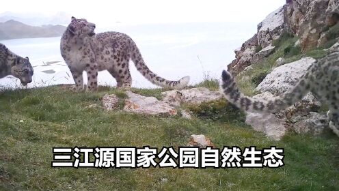三江源国家公园，生态系统逐步恢复，高原珍稀动物回归