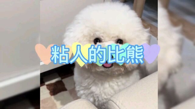 粘人又可爱的小比熊