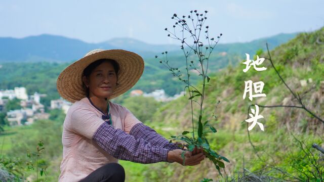 山上遍地开花的地胆头,有人当它野草脚下踩,有人翻山越岭为寻它