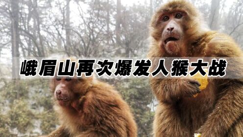 峨眉山猴王被击毙，打伤游客强夺食物，这些猴子到底怎么了？