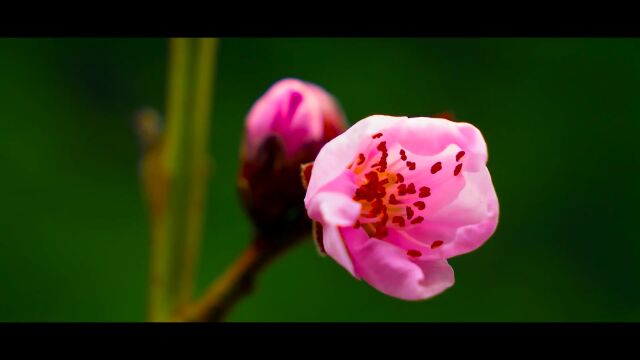 春城一分钟丨浪漫花都