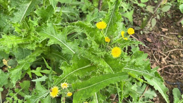 农村特别常见的植物“花叶滇苦菜”,价值非常珍贵,你了解多少呢