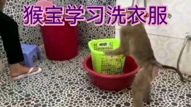 猴宝学习洗衣服很不认真