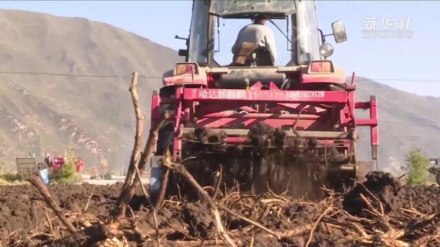 甘肃岷县:机械化水平提升 中药材采挖忙