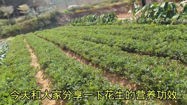 花生的营养功效,花生民间常用小单方和保健食谱