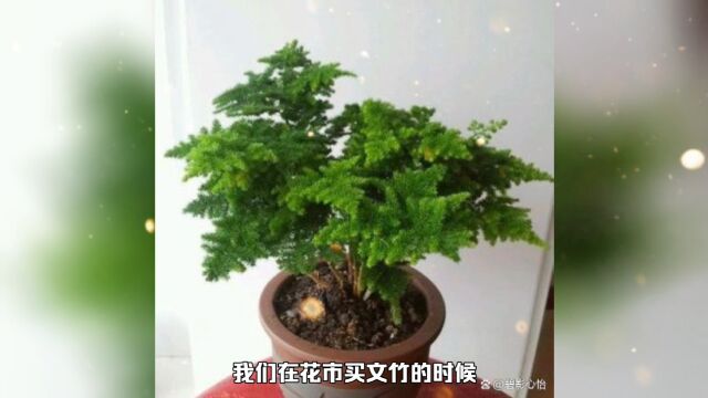 云竹是文竹变异的一个品种,株型矮小紧密,养护方法和文竹一致