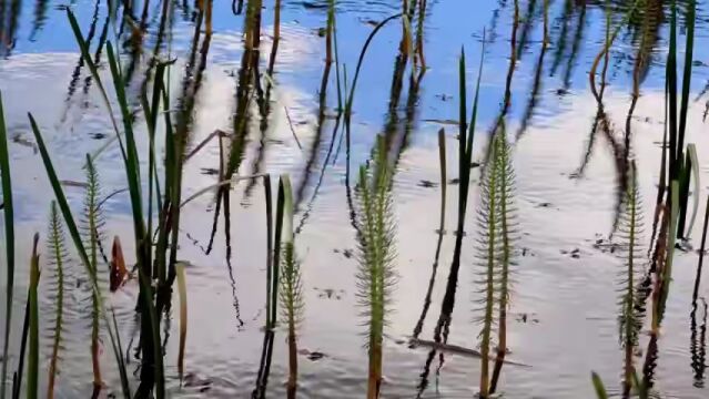 积极履行湿地公约宗旨和义务 为全球湿地保护作出重要贡献