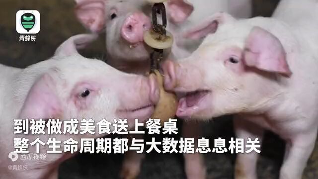 互联网养猪有多强?“二师兄”过上5G生活,管1万头猪仅需3个人