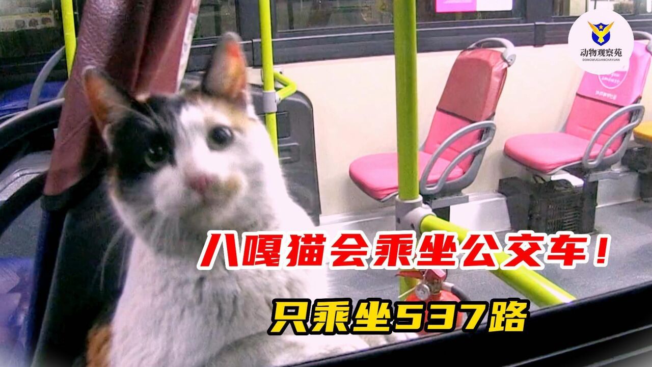 八嘎猫会乘坐公交车,只乘坐537路,背后原因暖心又感动_高清1080P在线观看平台_腾讯视频