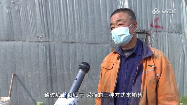 央视频丨石家庄鹿泉区:高效农业带动致富增收