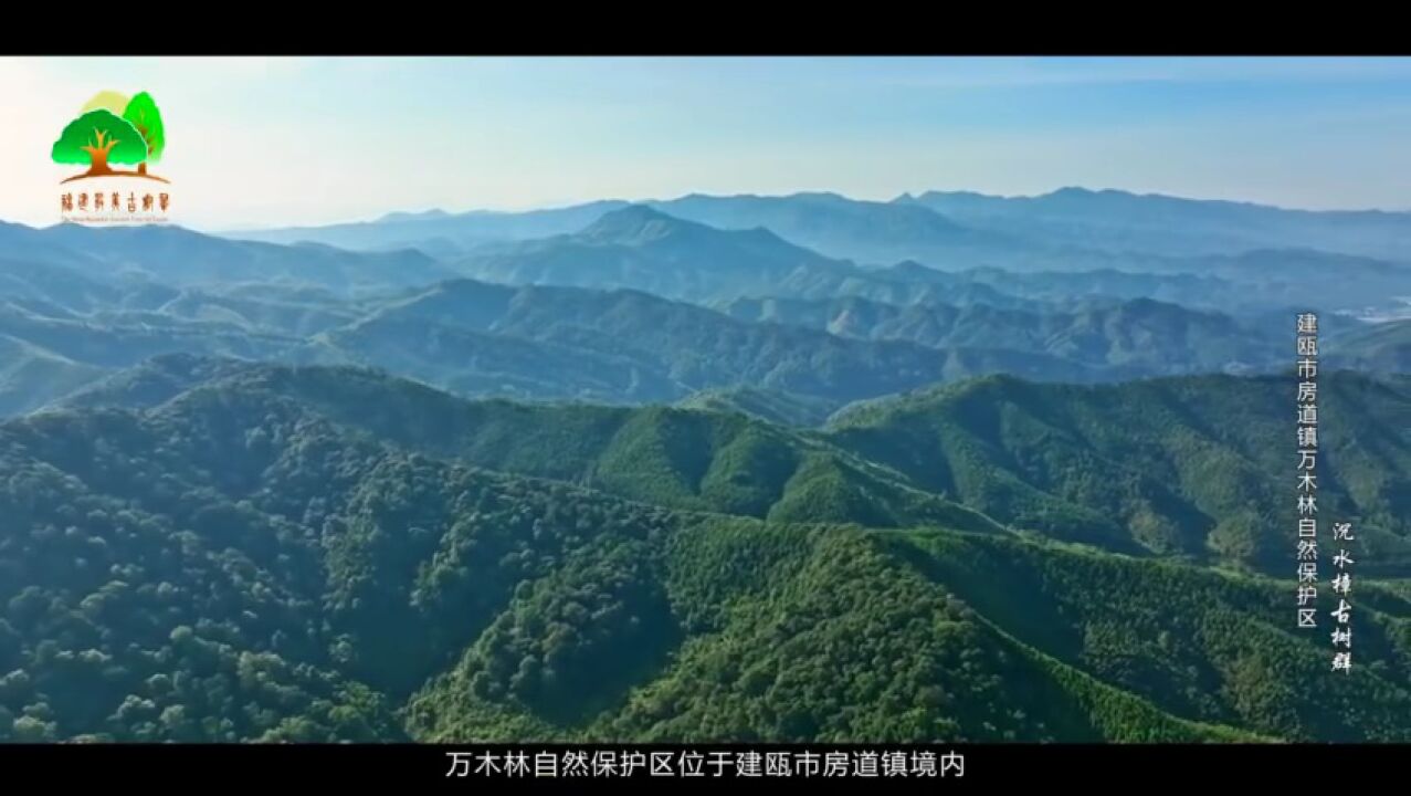 首批福建最美古树群|建瓯市房道镇万木林自然保护区沉水樟古树群_高清1080P在线观看平台_腾讯视频