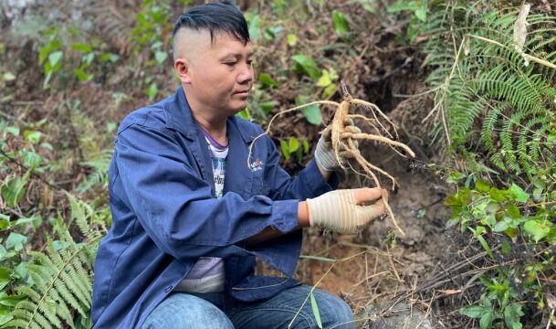 野党参,主根比拇指还要大,细根越看越漂亮