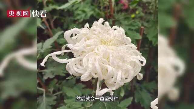 82岁老人种花20多年,挑选最美的3束菊花悼念亡妻