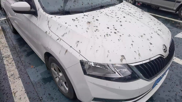 停车半小时,车身被鸟屎全覆盖,车主傻眼:我车长得像马桶?