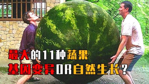 世界最大11种蔬果：1200公斤南瓜、300斤西瓜，你见过几个？