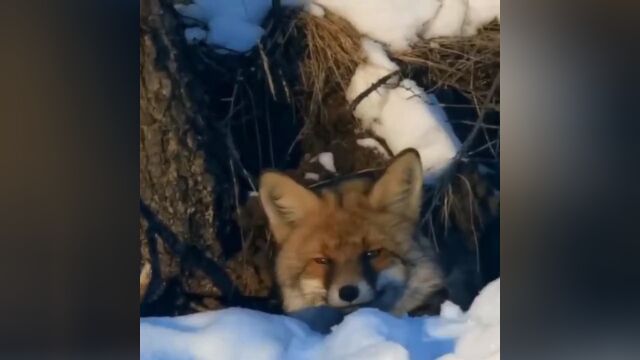 得耳布尔卡鲁奔风凌洞:野生赤狐现身