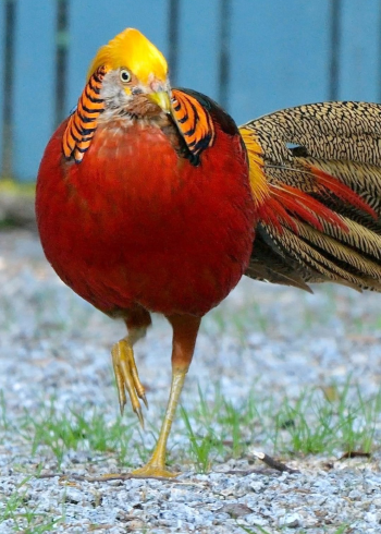 传说中凤凰的现实版,真是太漂亮啦!
