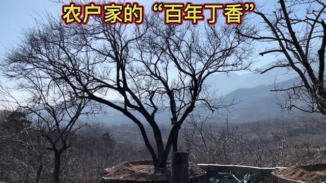 偶遇泰山脚下农户家4株“百岁丁香”,一树开花即成海,太珍贵了 #百年老树 #老树 #古树