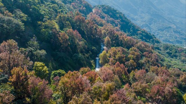 石门国家森林公园红叶观赏节开幕,三千亩红叶染山林如霞似锦