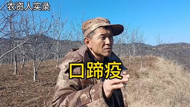 为啥放养的羊不怕口蹄疫?圈养的羊和牛要特别注意?羊倌有经历