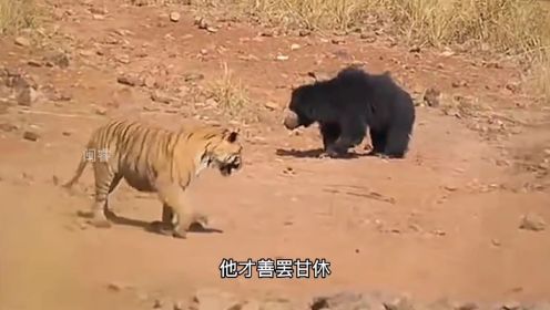 老虎和懒熊间的巅峰对决！#动物世界 #神奇动物在这里  #野生动物零距离 #老虎 #熊