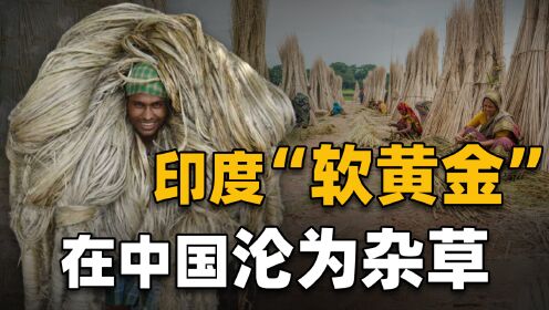 印度黄麻一年33亿产值,养活千万人口,为何在我国却沦为杂草?_高清1080P在线观看平台_腾讯视频