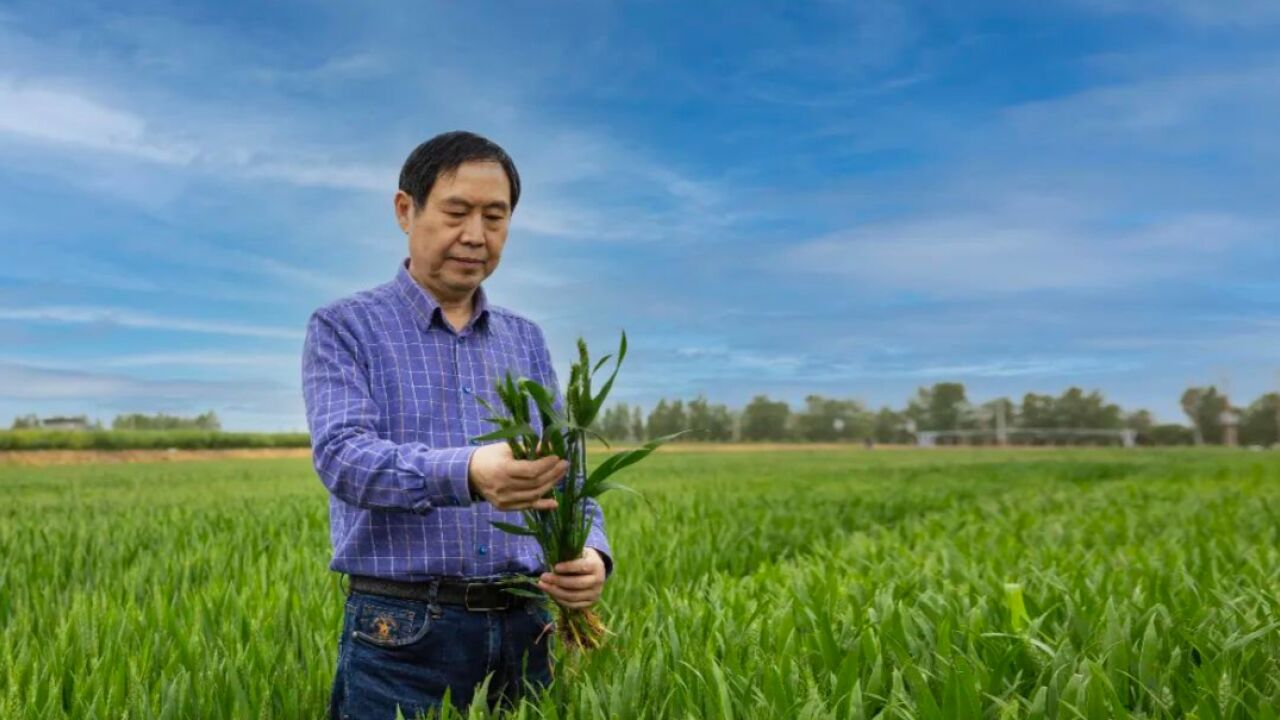 《守望麦田粮安天下——中国工程院院士康振生》在陕西电视台一套首播_高清1080P在线观看平台_腾讯视频