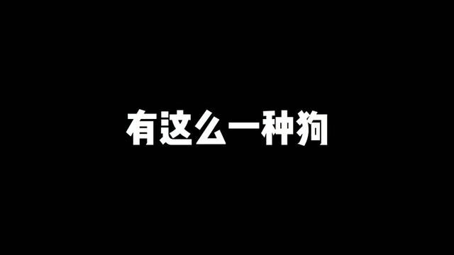 资料转载自网络#迷你宾莎犬