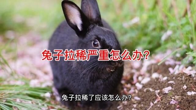 兔子拉稀怎么办?需要断粮吗?#萌宠 #兔子 #宠物兔 #养兔子 #养兔子方法