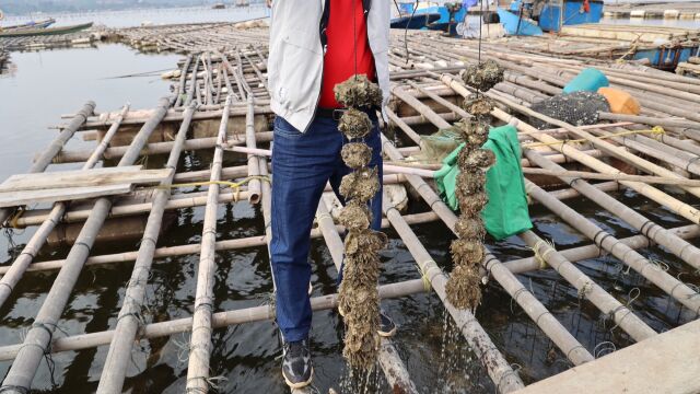 广东湛江官渡生蚝正值最佳赏味期,蚝农年营收最高可达60万