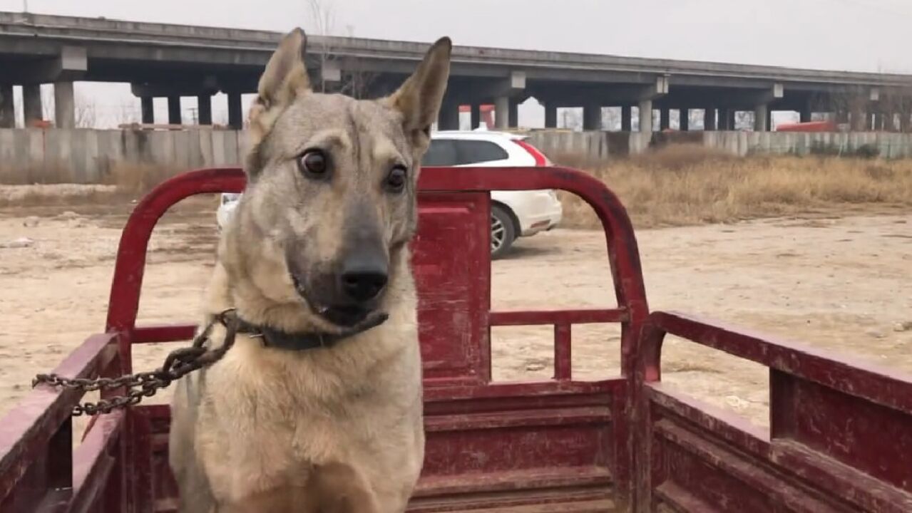 欣赏下这只老版狼青犬,个头不大十分凶猛,凶猛程度不是新版可比