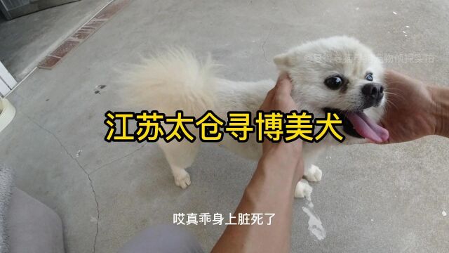 江苏太仓寻博美犬