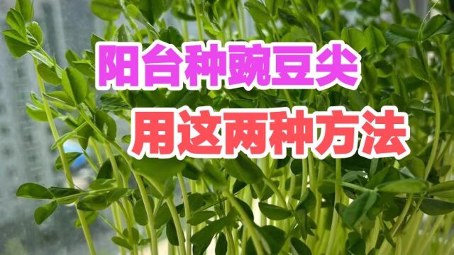 阳台种植豌豆尖,四季可种,不用去买了