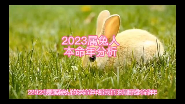 2023年属兔人本命年分析