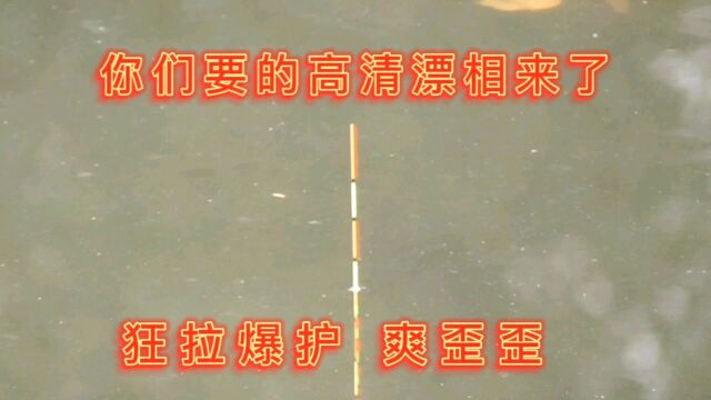 你们要的高清漂相来了,宝藏钓点就是牛,鱼获越来越多